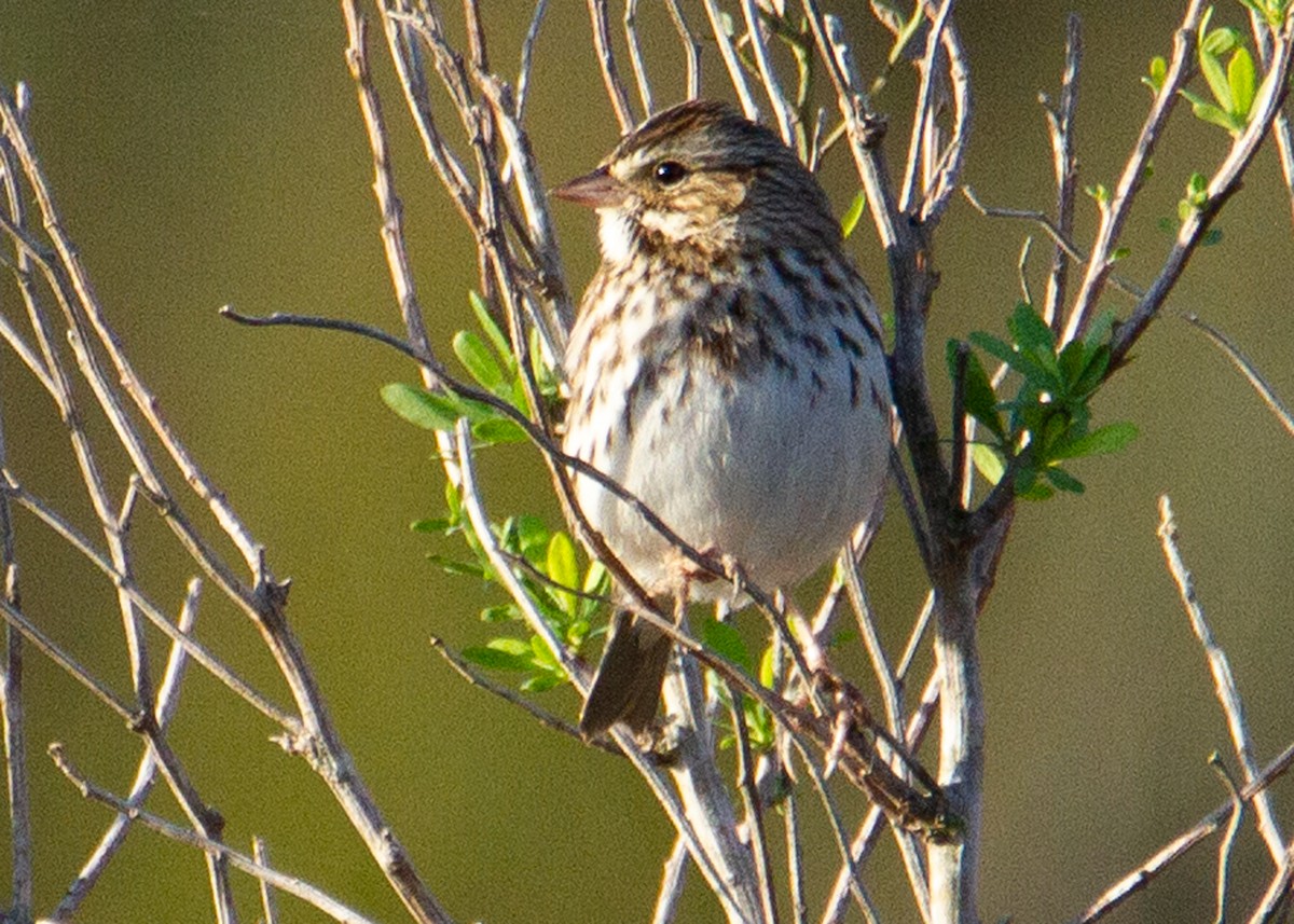 Savannah Sparrow - ML647361103