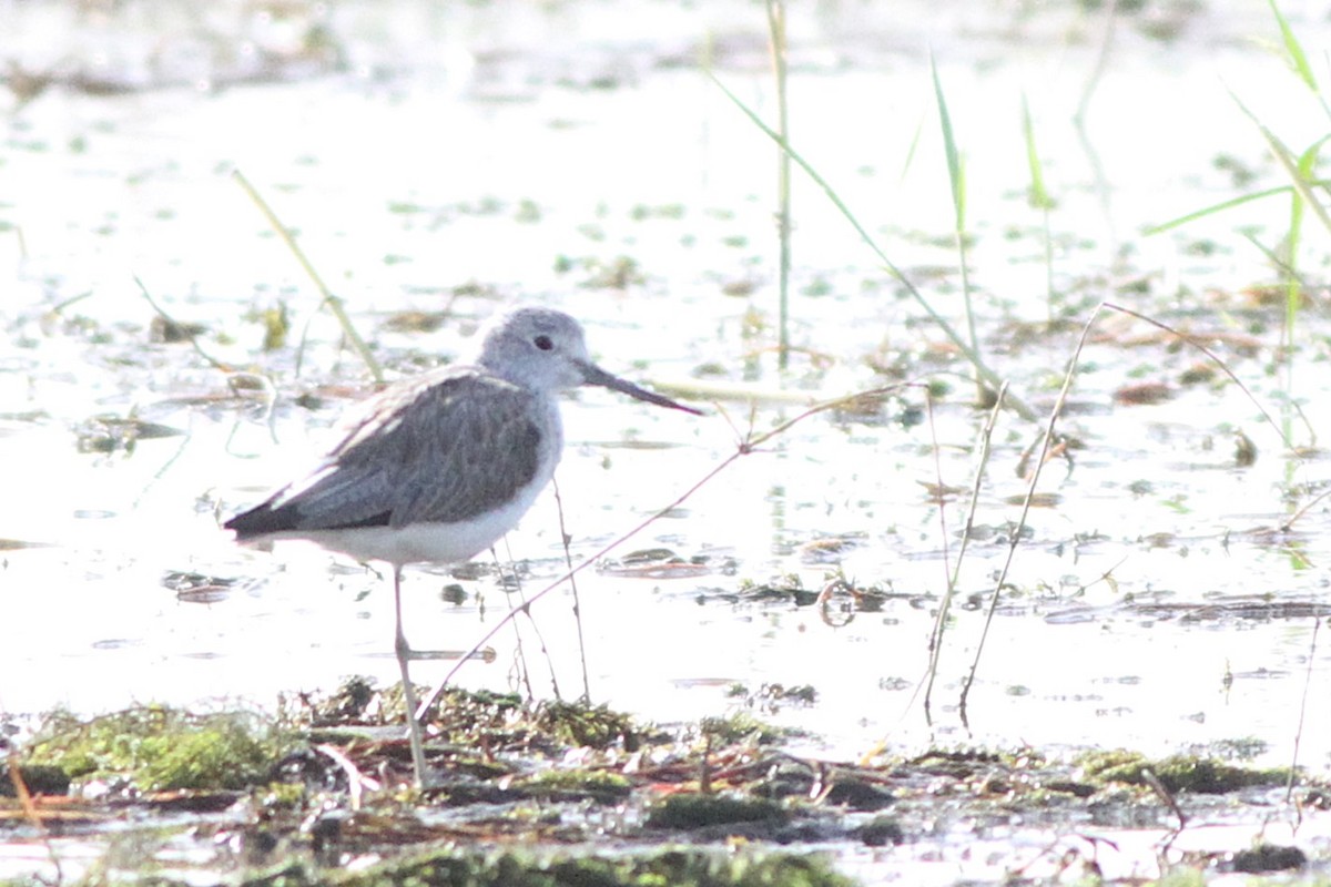 Common Greenshank - ML647361104