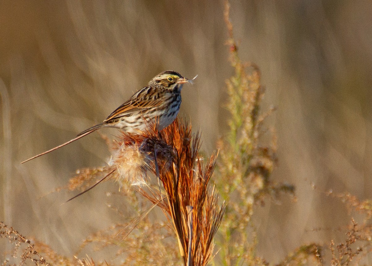 Savannah Sparrow - ML647361113