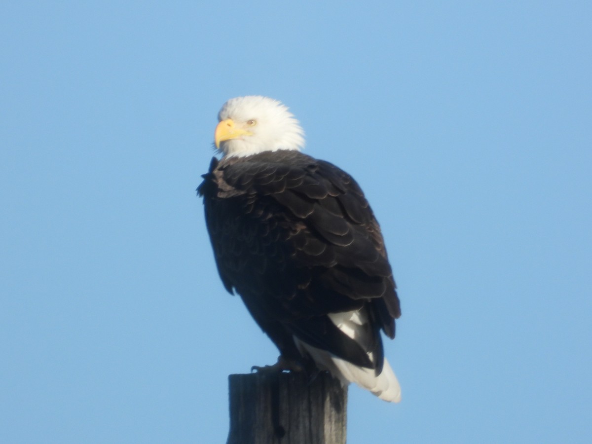 Bald Eagle - ML647361115