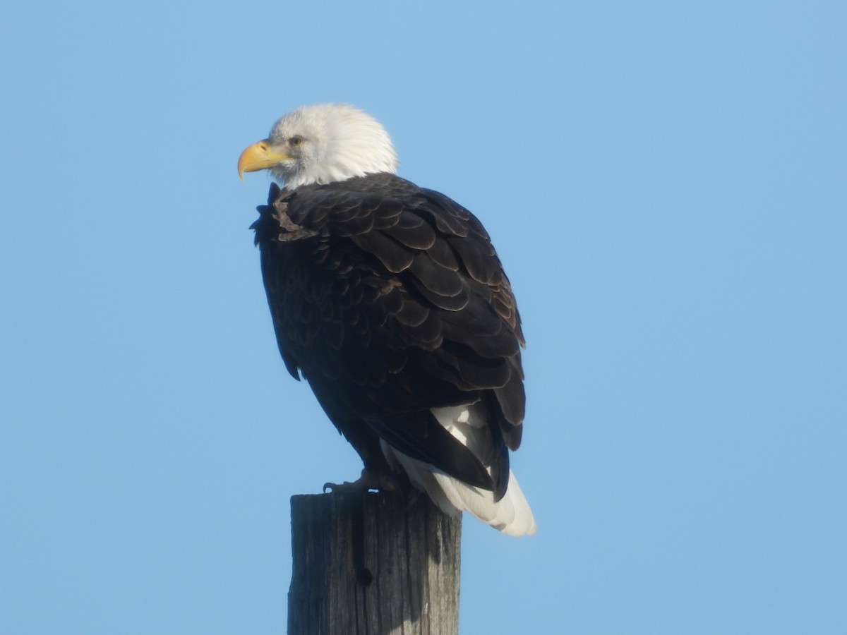 Bald Eagle - ML647361116