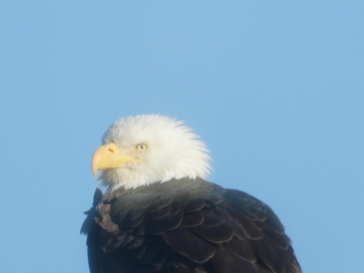 Bald Eagle - ML647361117