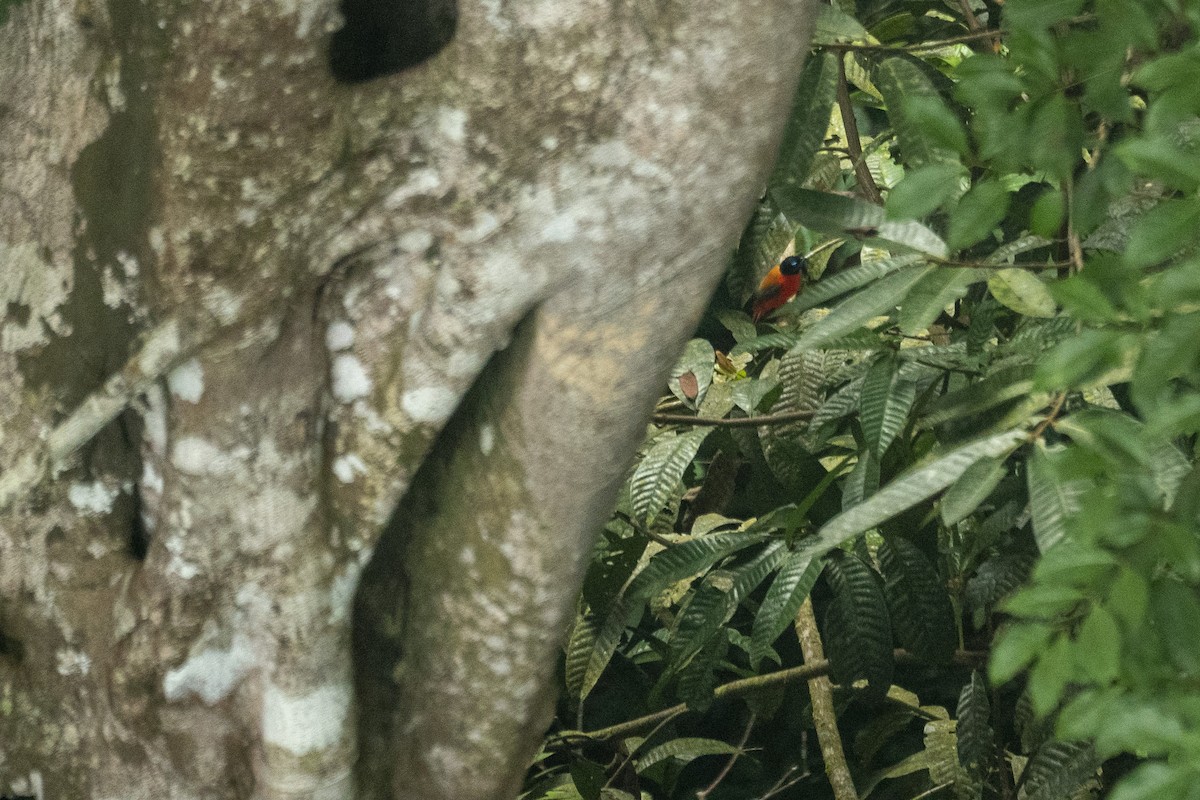 Scarlet-rumped Trogon - ML647361123