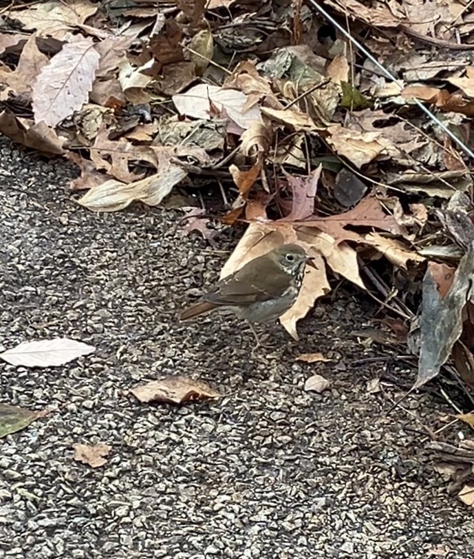 Einsiedler-Musendrossel - ML647361128