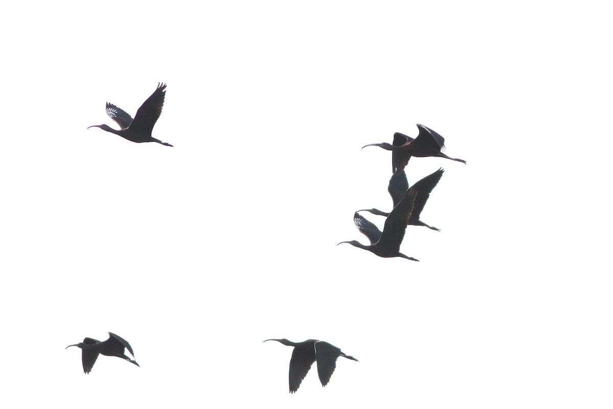 Glossy Ibis - ML647361130