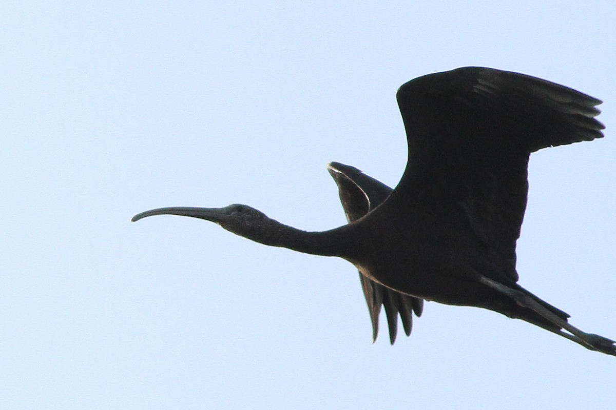 Glossy Ibis - ML647361131