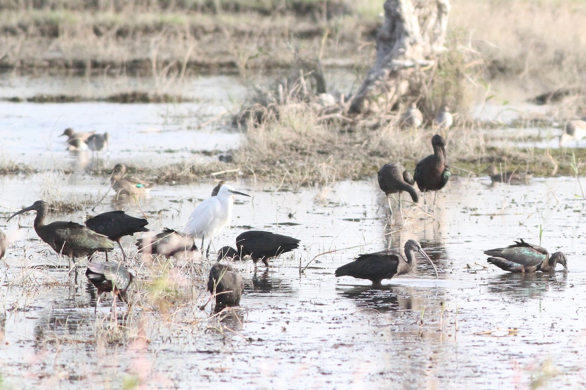 ibis hnědý - ML647361132