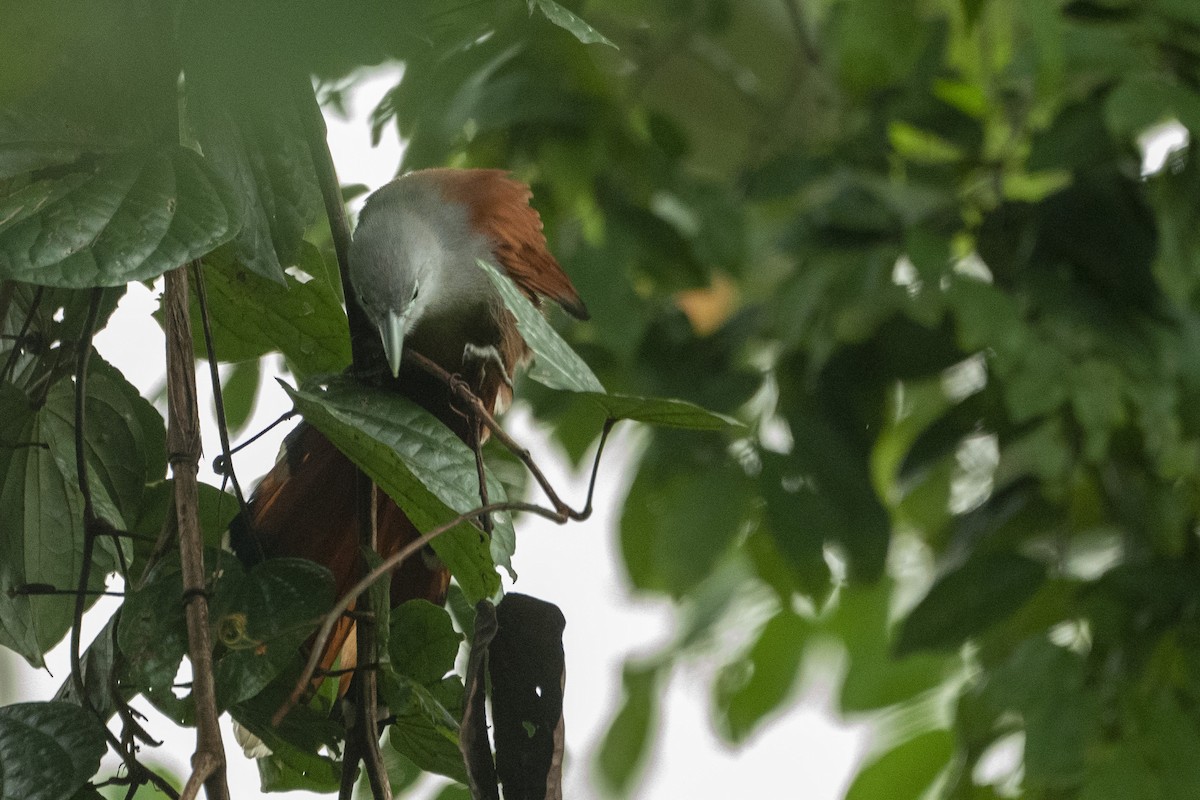 kukačka rezavá - ML647361133