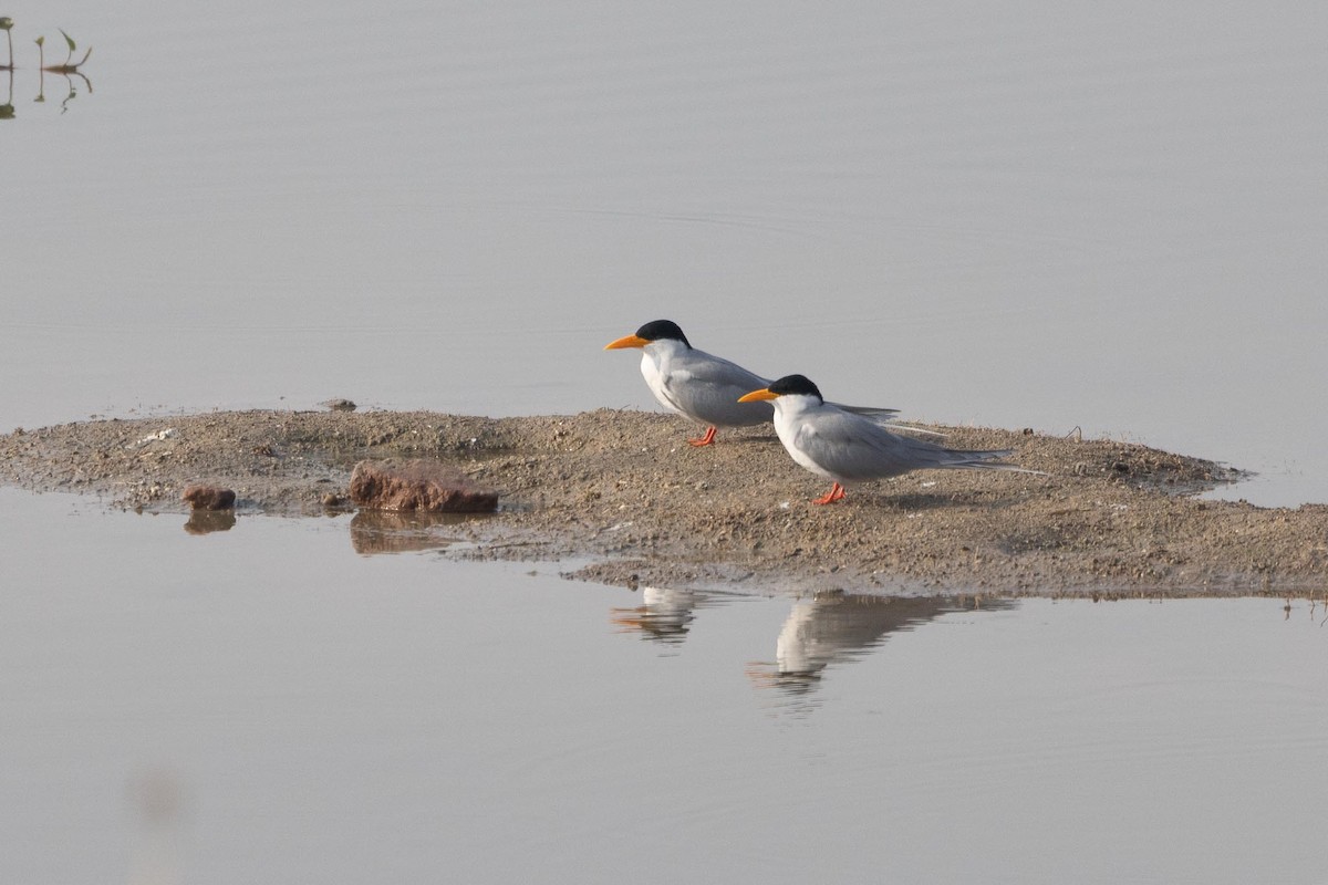 rybák říční - ML647361134