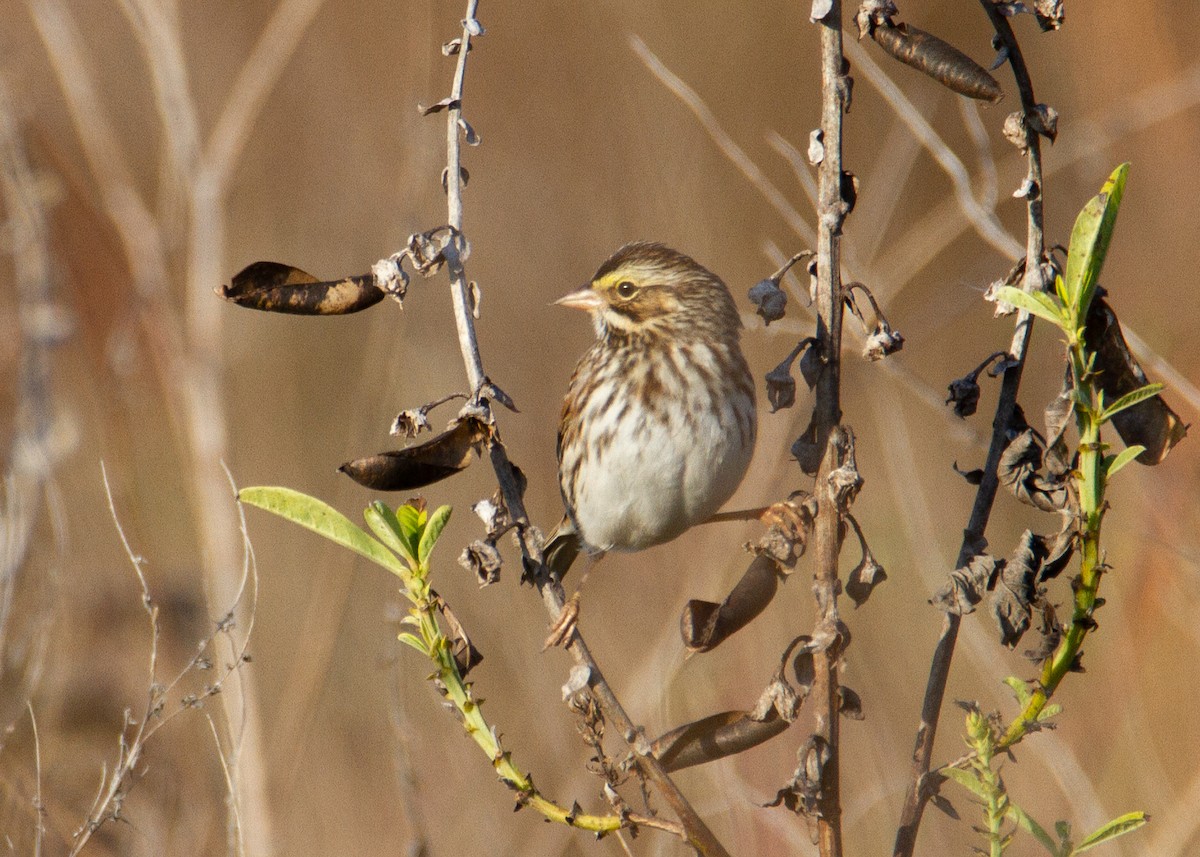 strnadec luční - ML647361135