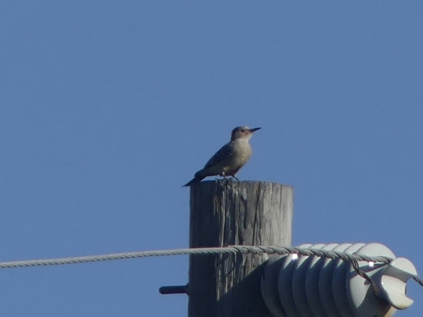 datel karolínský - ML647361136