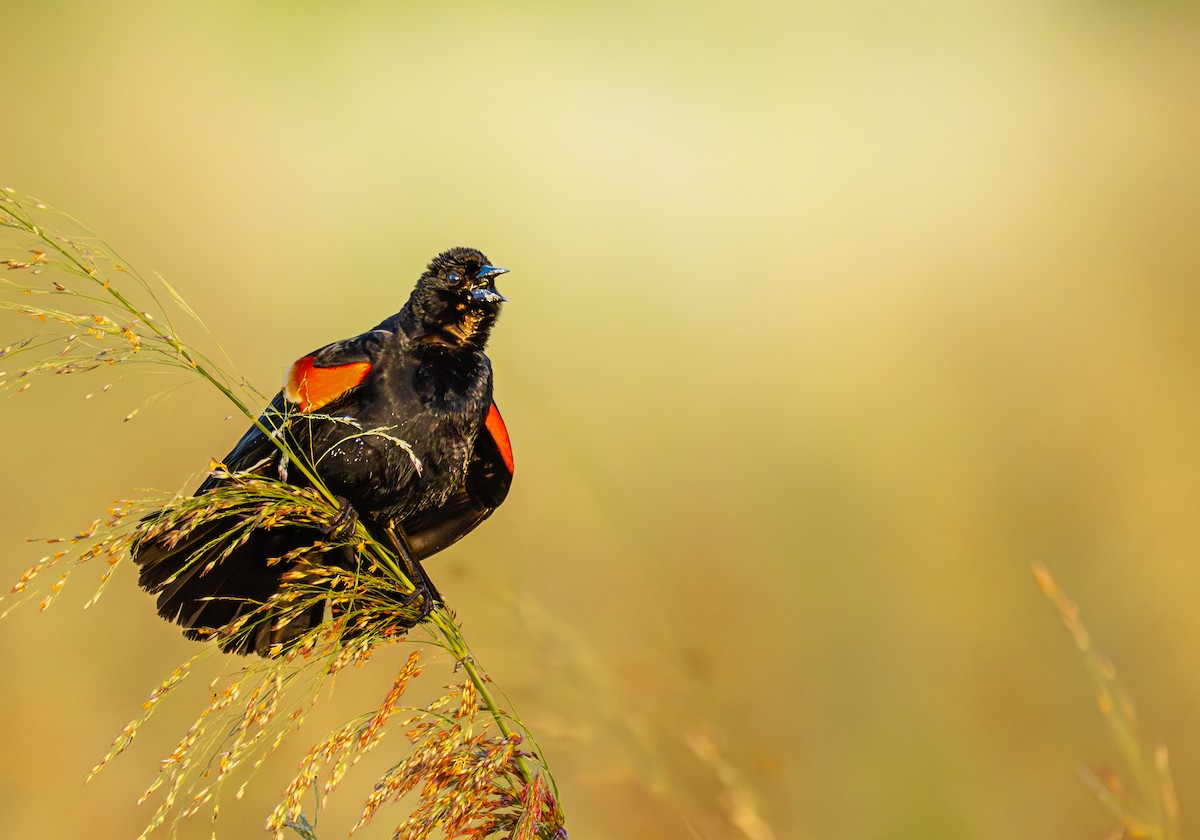 vlhovec červenokřídlý - ML647361137