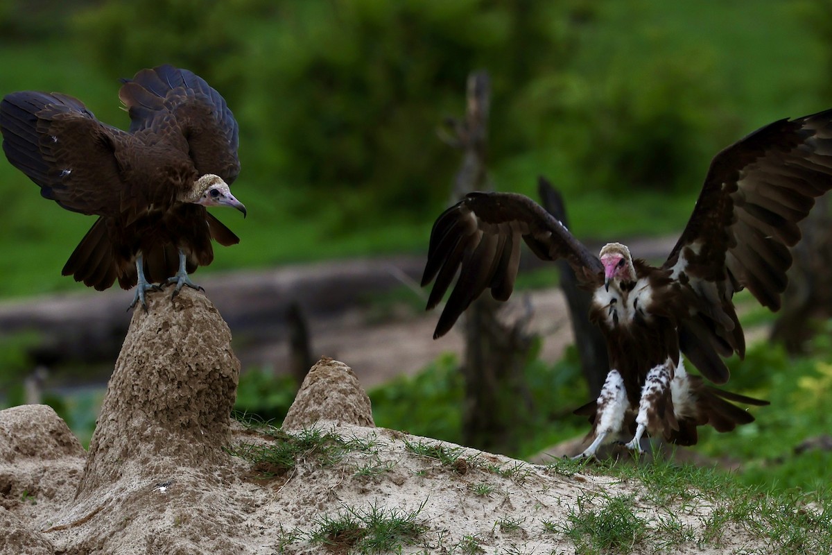 sup kapucín - ML647361138