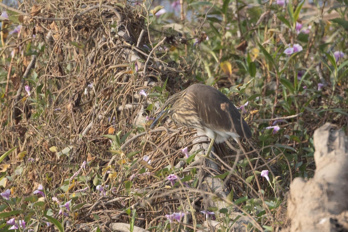 volavka hnědohřbetá - ML647361139