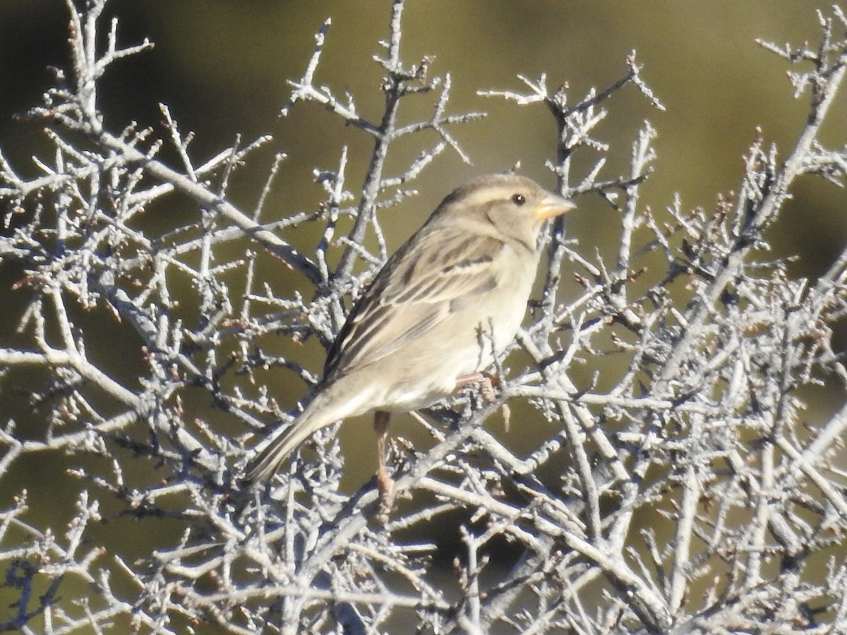 vrabec domácí - ML647361140