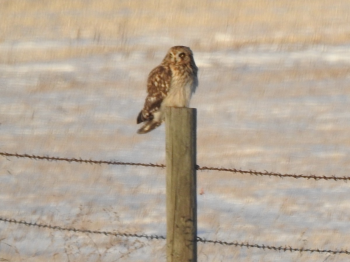 kalous pustovka - ML647361141