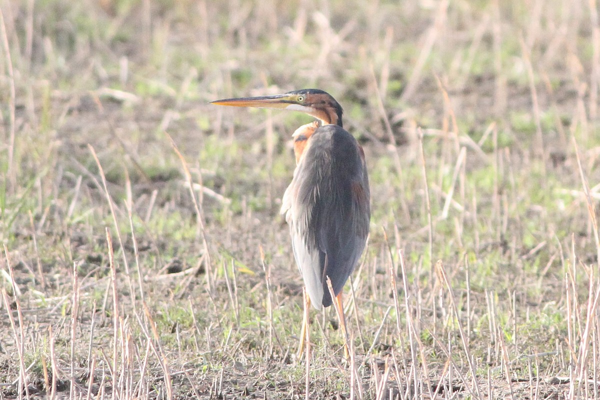 volavka červená - ML647361142