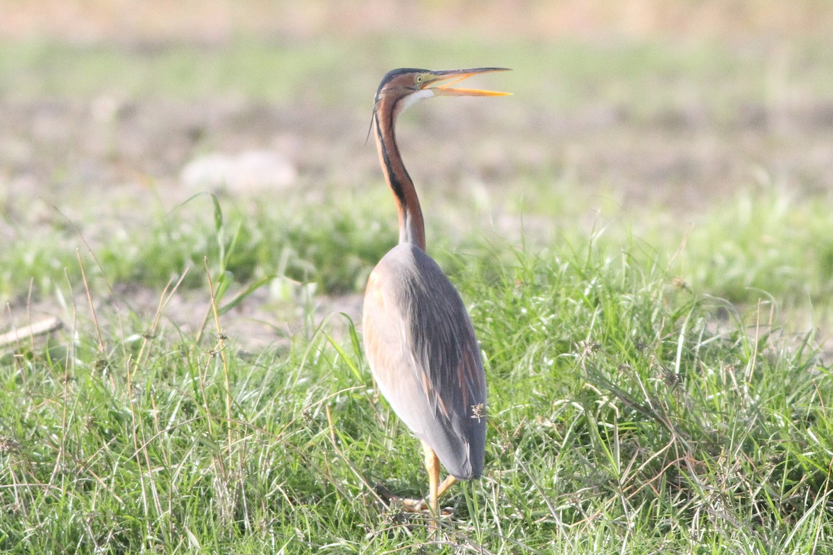 volavka červená - ML647361143