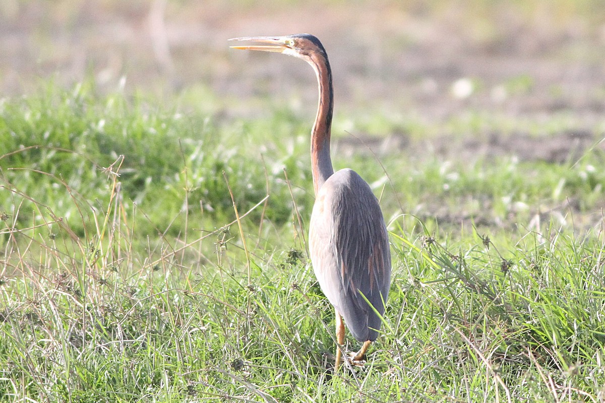 volavka červená - ML647361144