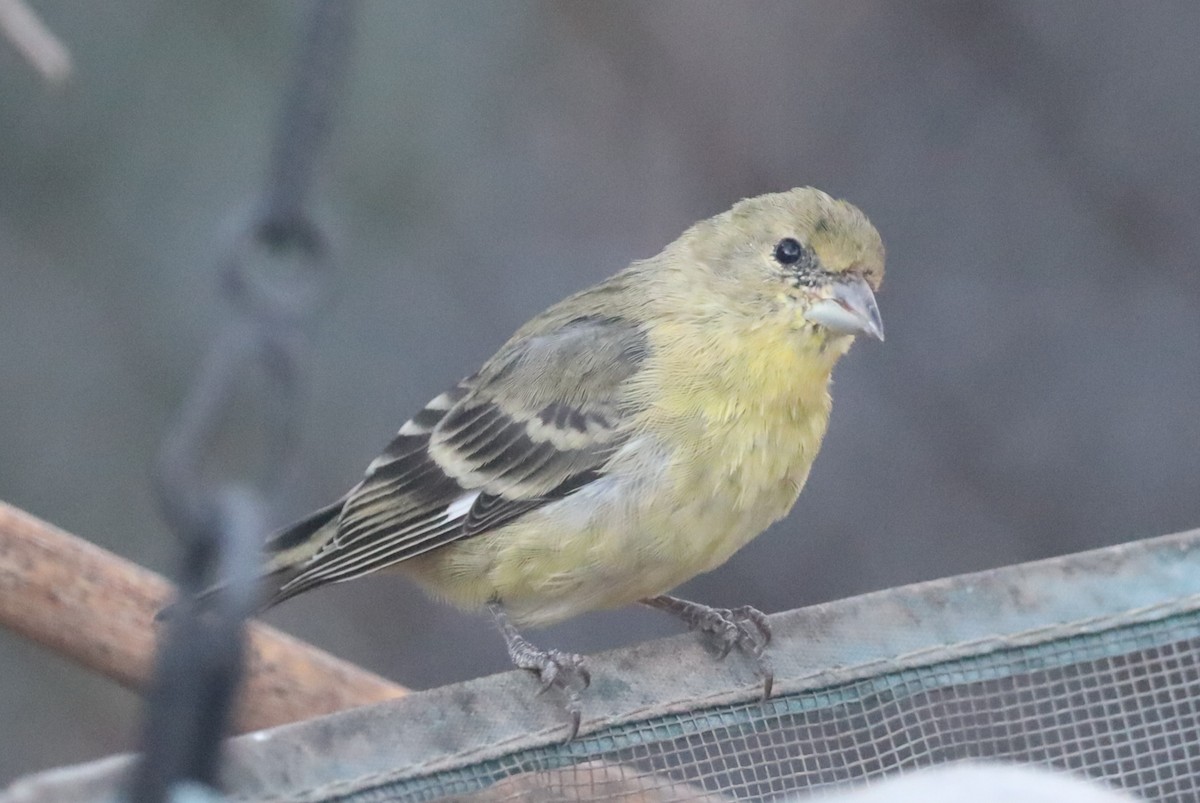 čížek mexický - ML647361145