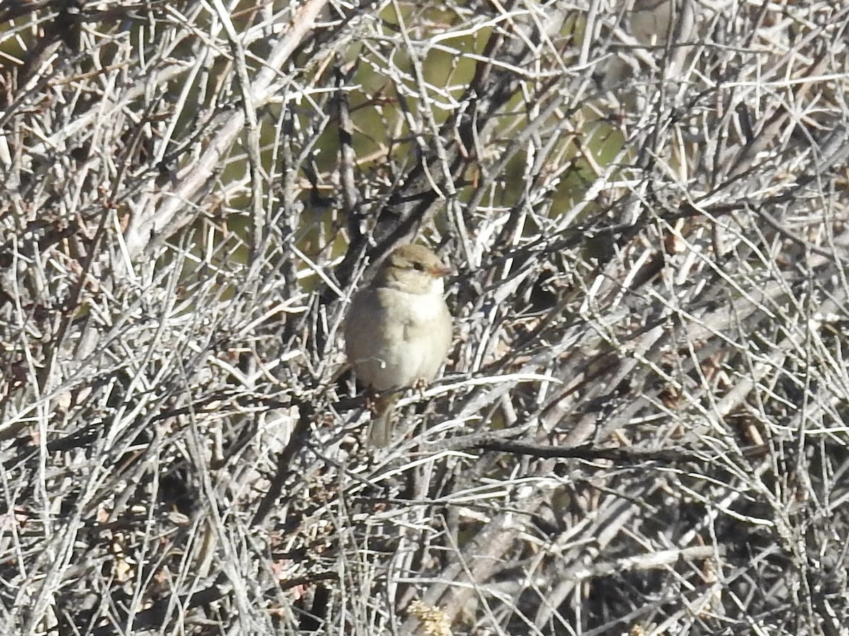 vrabec domácí - ML647361146