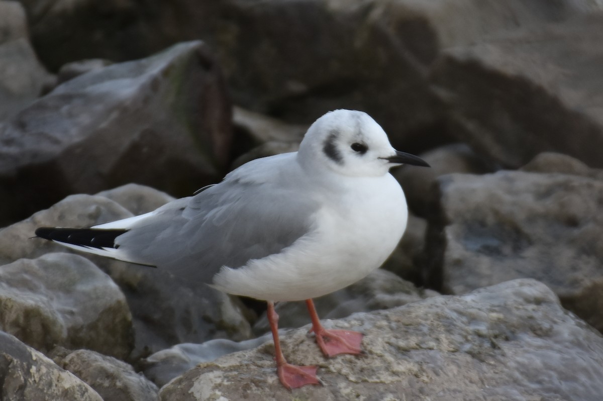 racek Bonapartův - ML647361147