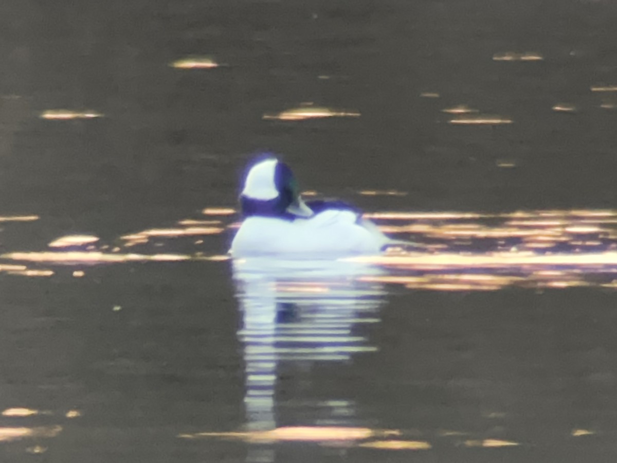 hohol bělavý - ML647361148