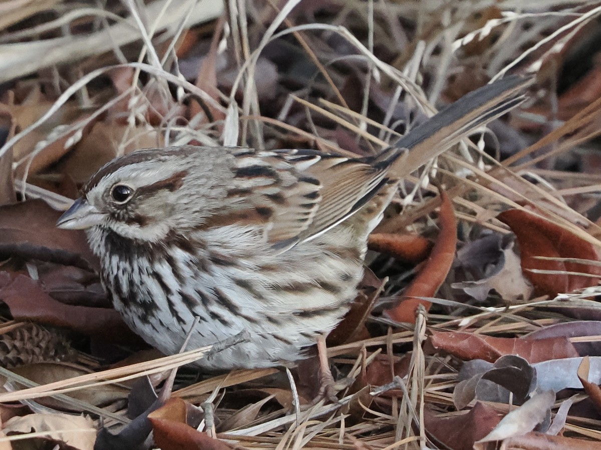 strnadec zpěvný - ML647361149