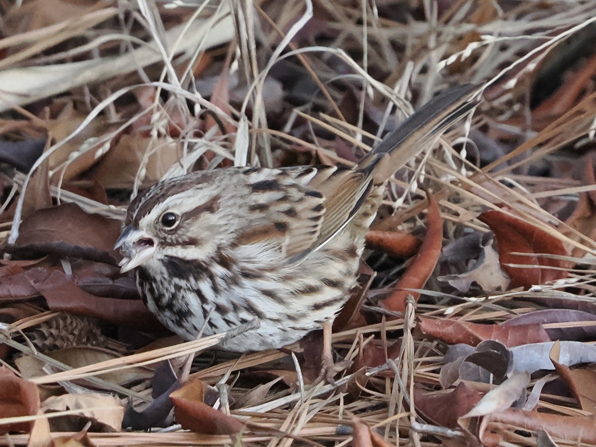 strnadec zpěvný - ML647361150