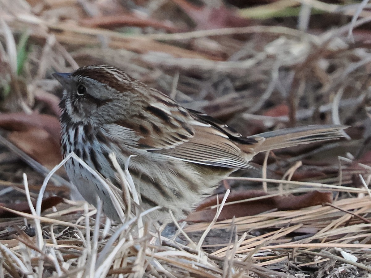 strnadec zpěvný - ML647361151