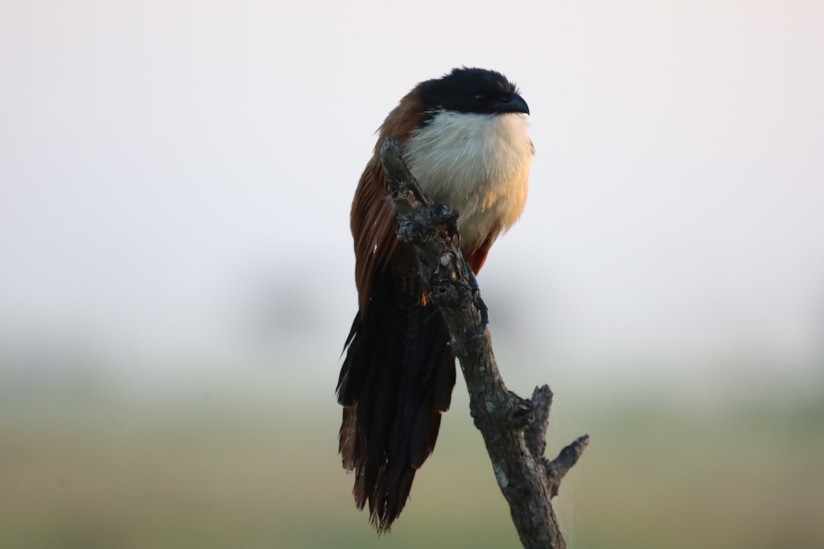 kukačka bělohrdlá - ML647361152