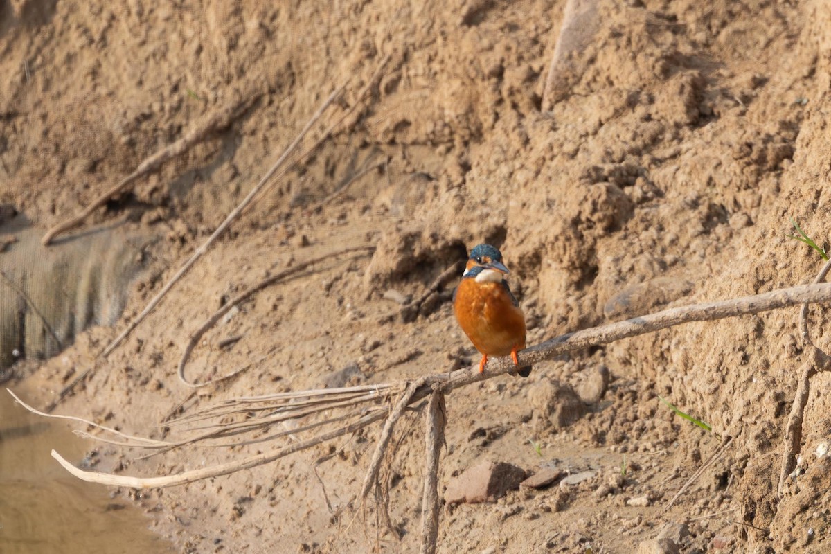 ledňáček říční - ML647361153