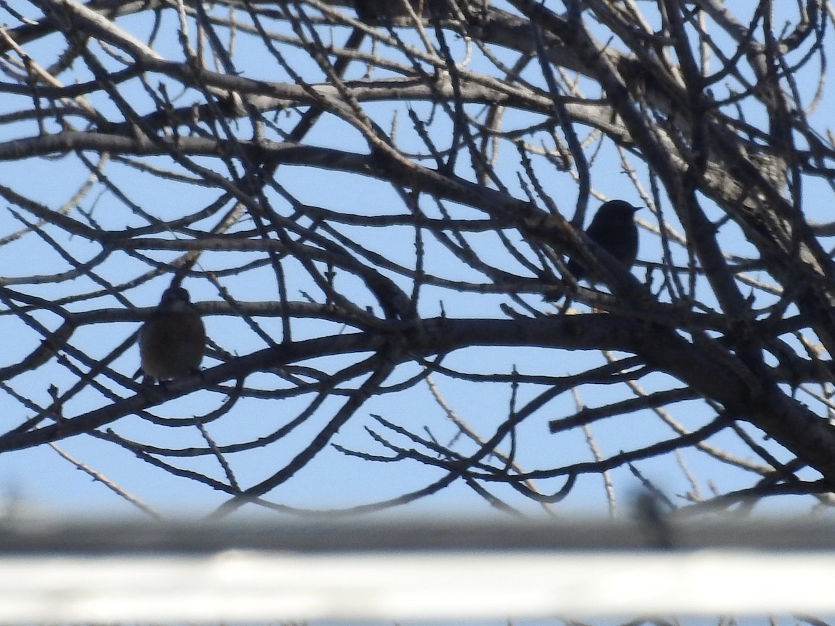 salašník západní - ML647361154