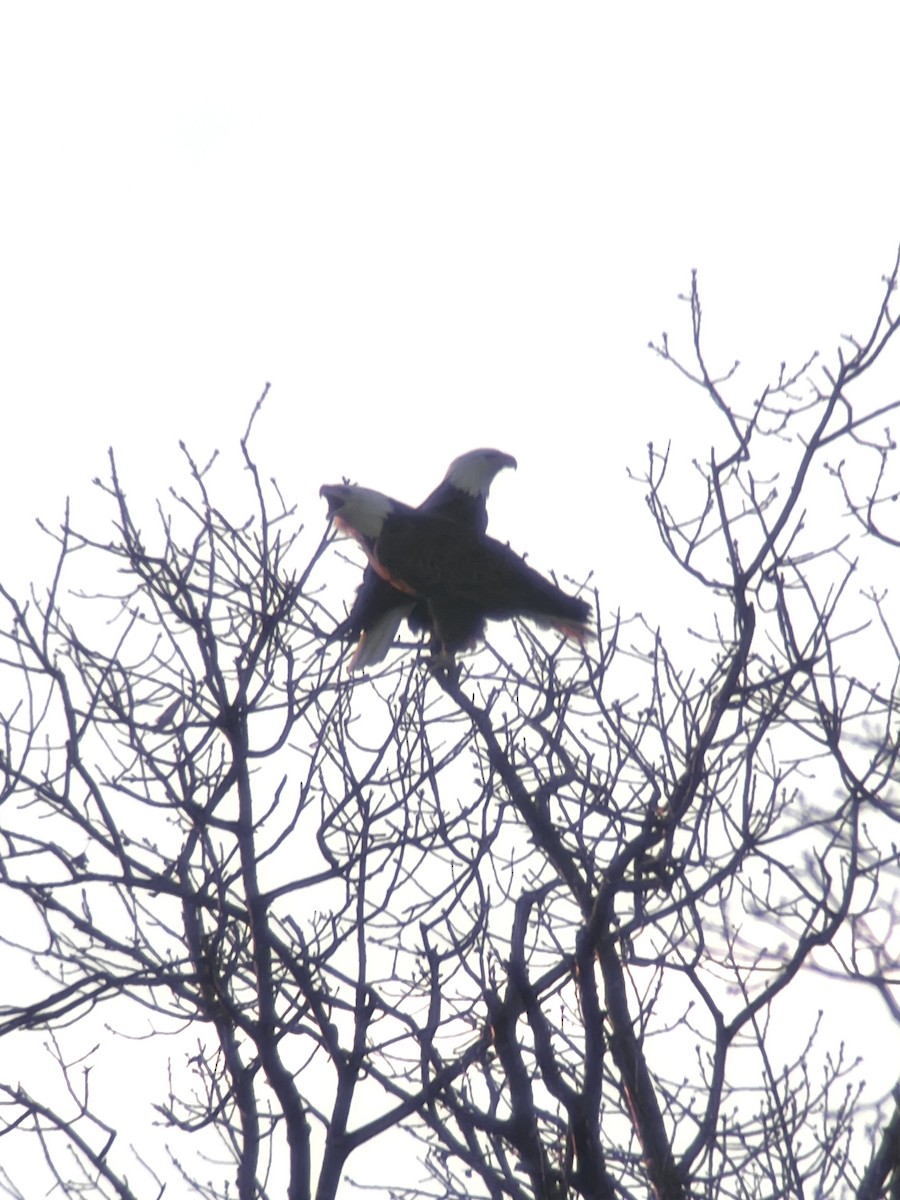 orel bělohlavý - ML647361156