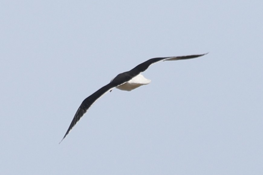 racek mořský - ML647361157