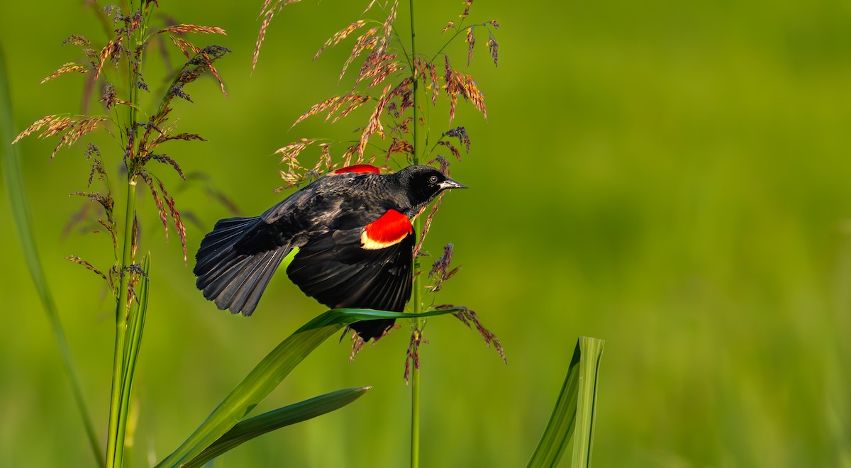 vlhovec červenokřídlý - ML647361158