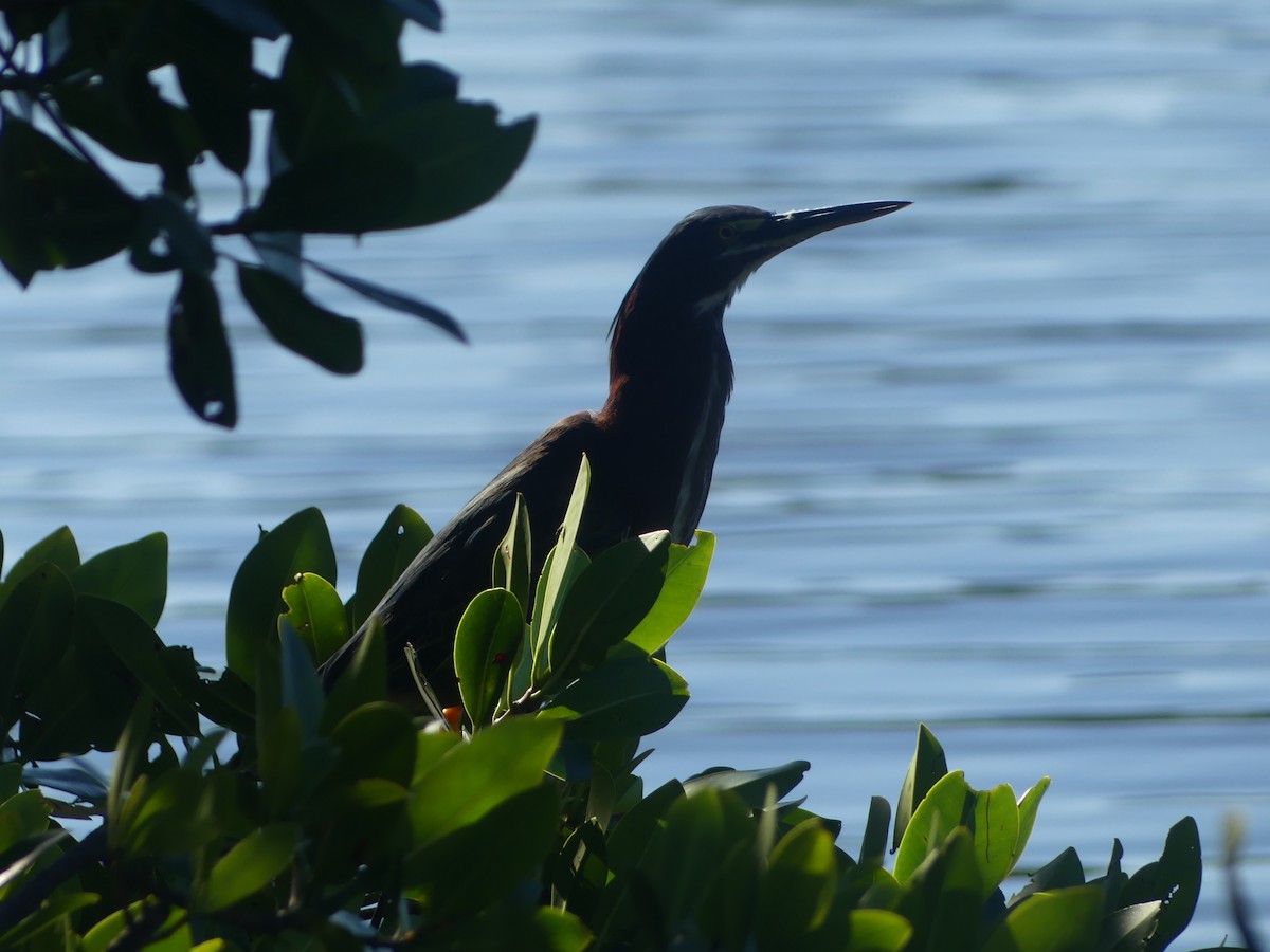 volavka zelenavá (ssp. virescens/bahamensis) - ML647361159