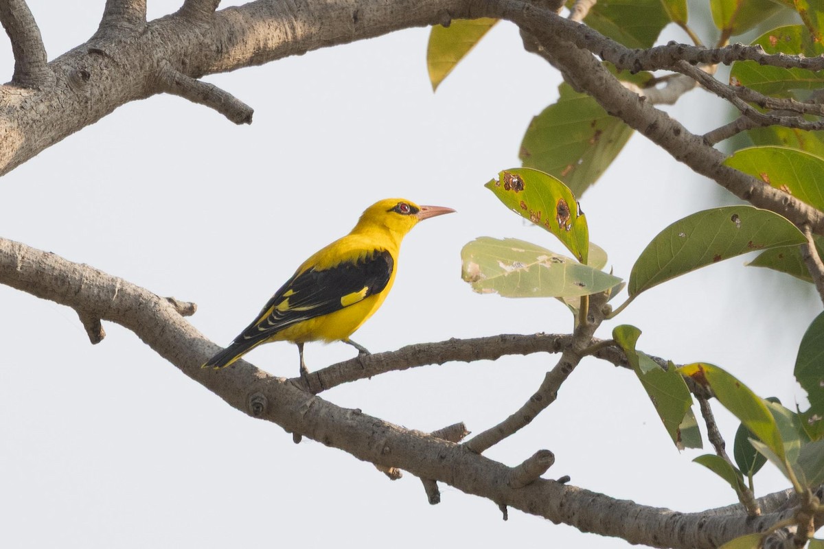 žluva asijská - ML647361160