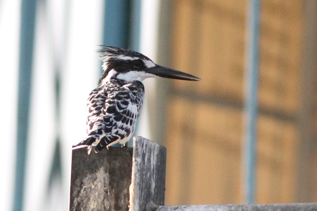 Pied Kingfisher - ML647361162