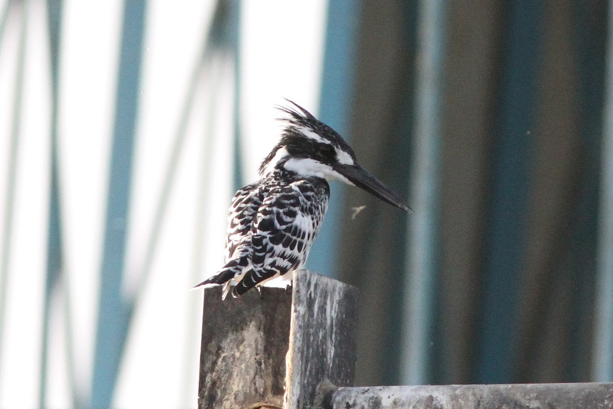 Pied Kingfisher - ML647361163