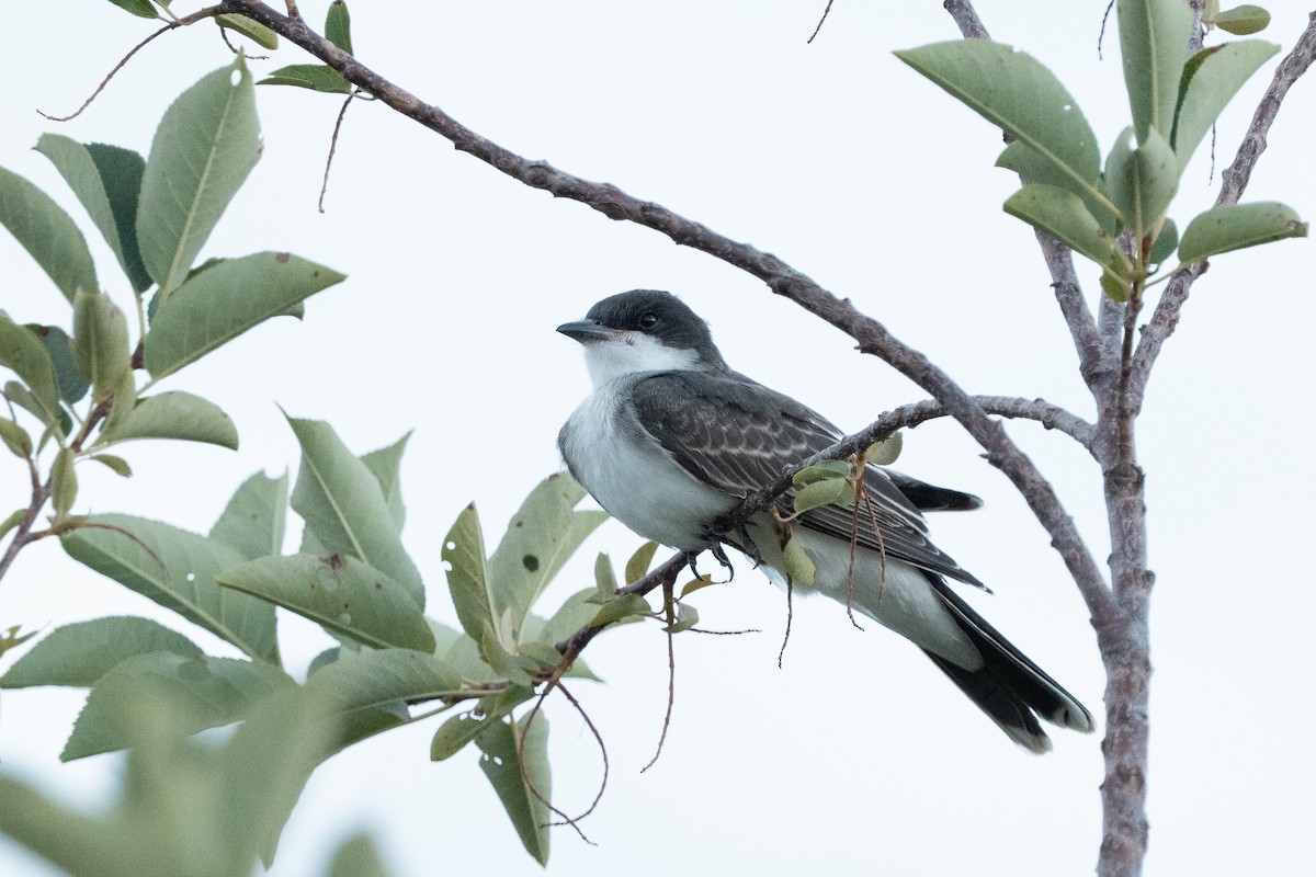 Eastern Kingbird - ML647361166