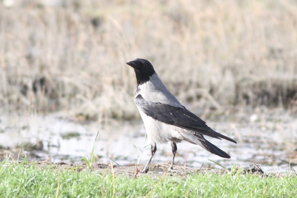 Hooded Crow - ML647361173