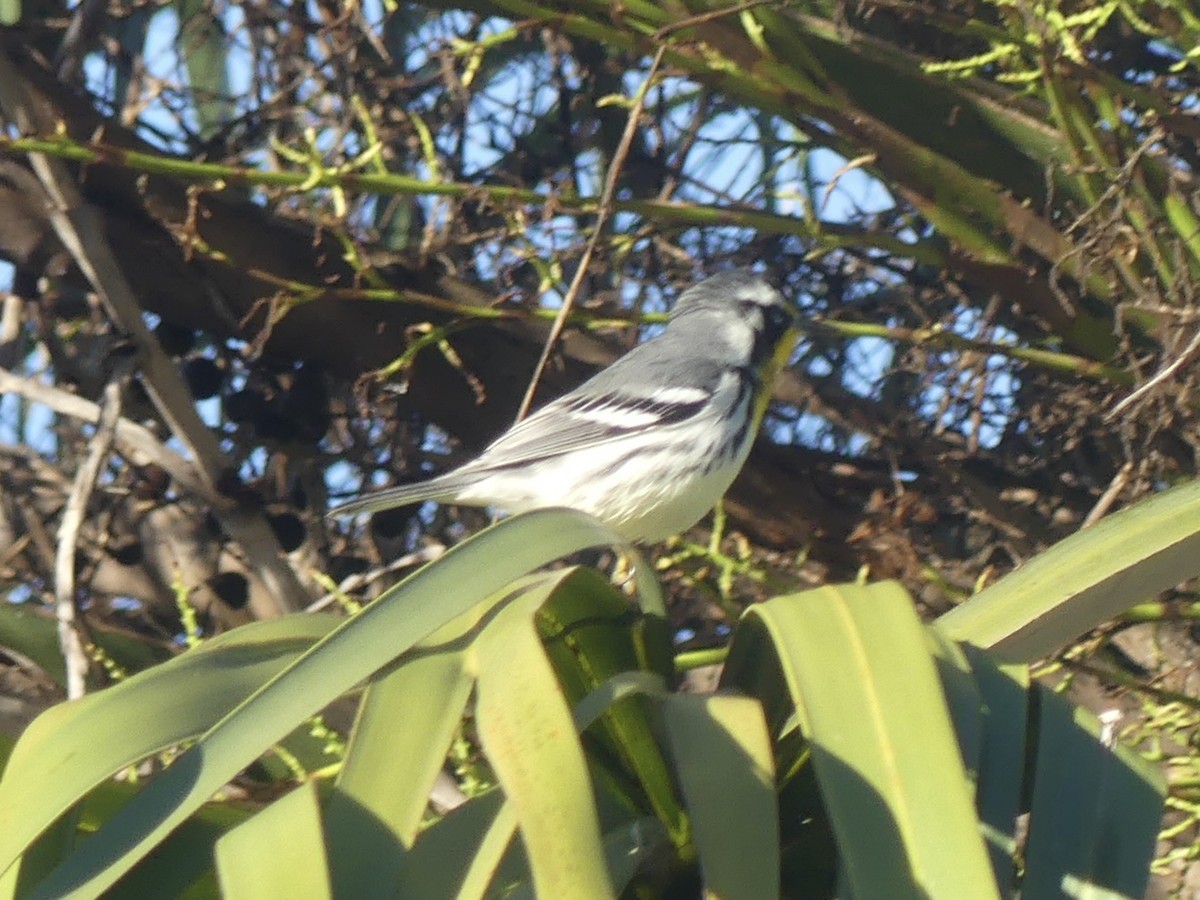 Yellow-throated Warbler (dominica/stoddardi) - ML647361184