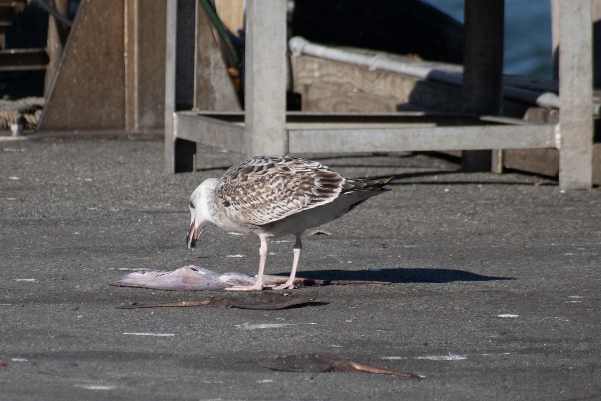 racek mořský - ML647361199