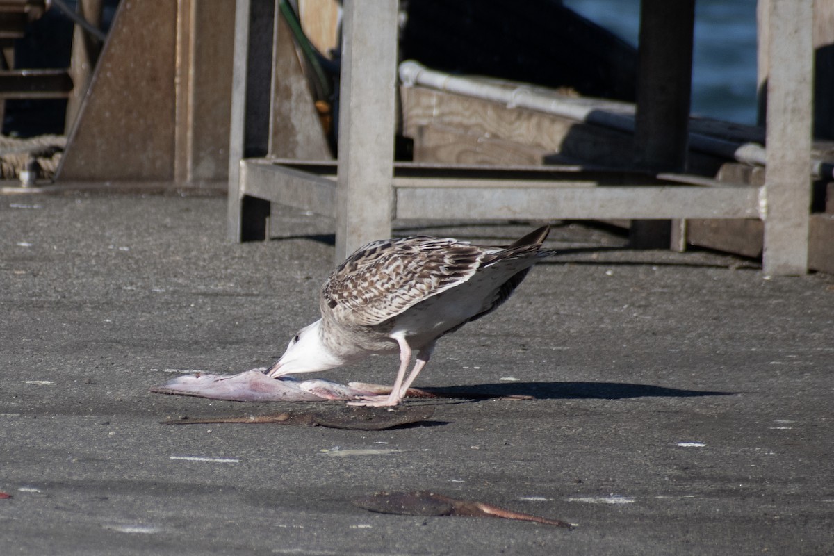 racek mořský - ML647361200