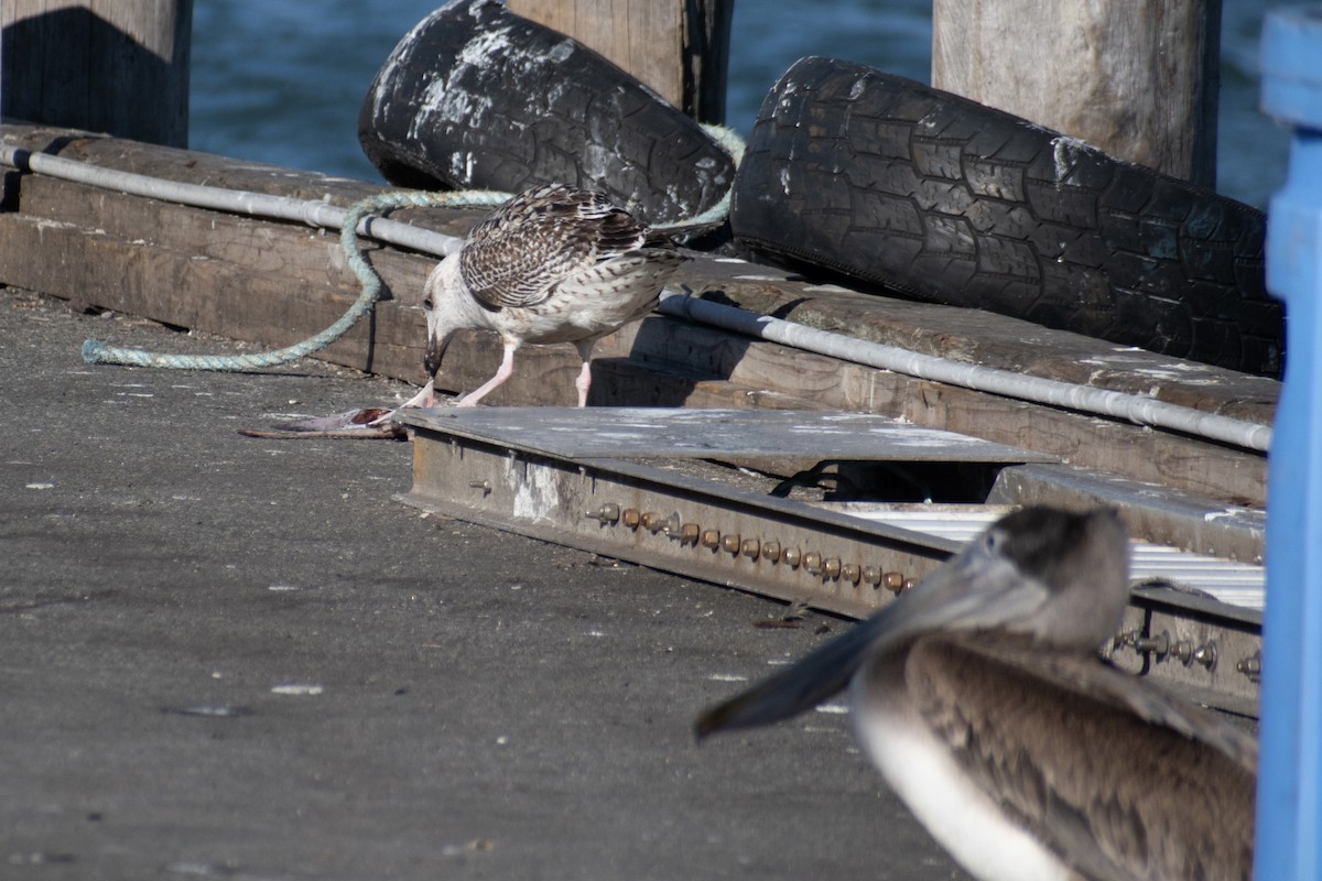 racek mořský - ML647361203