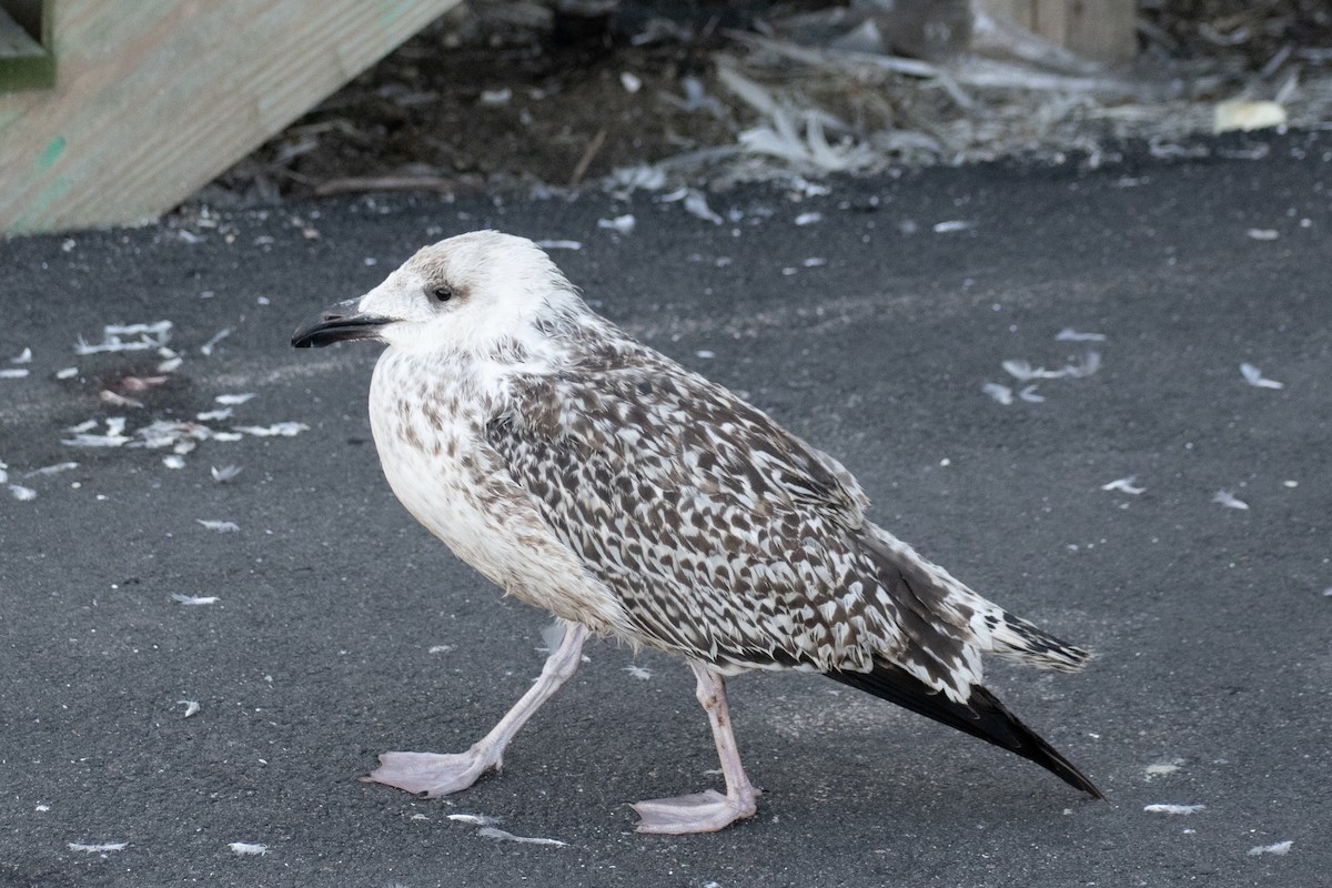 racek mořský - ML647361204