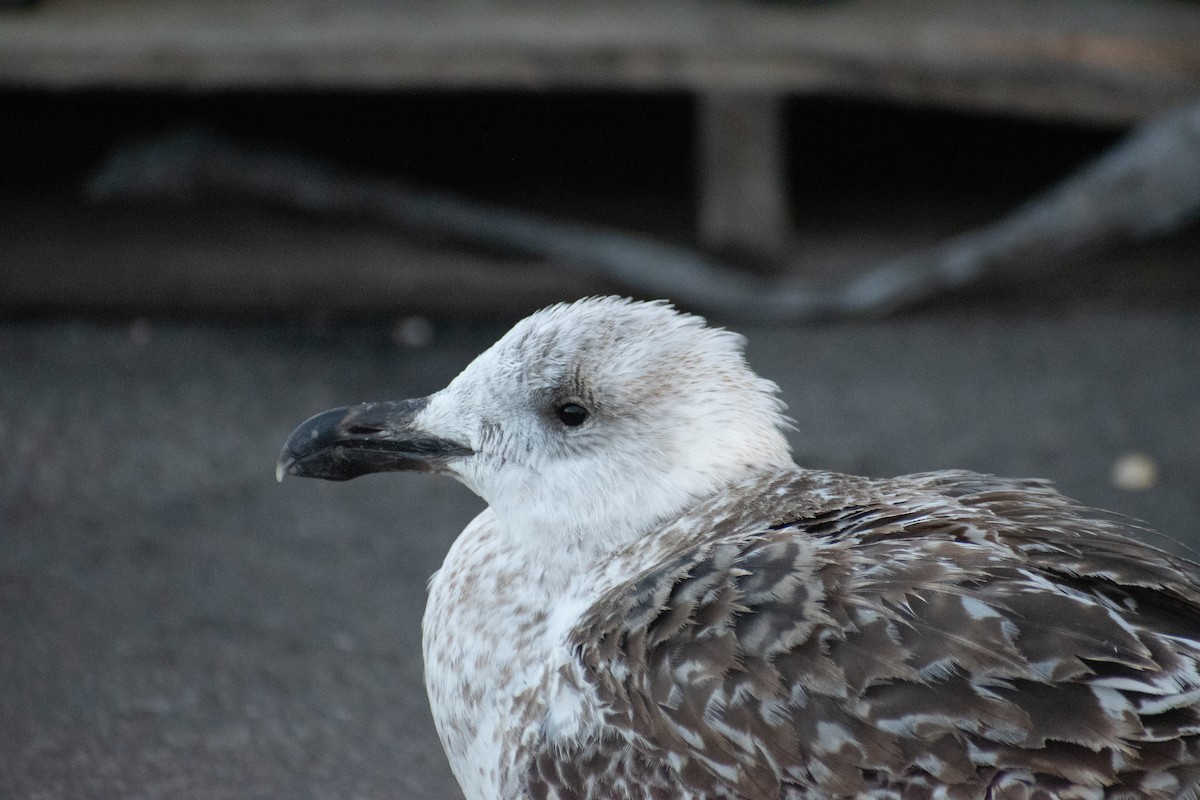 racek mořský - ML647361207