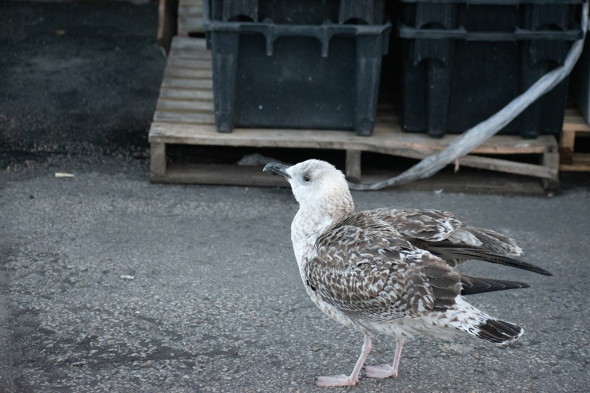 racek mořský - ML647361208