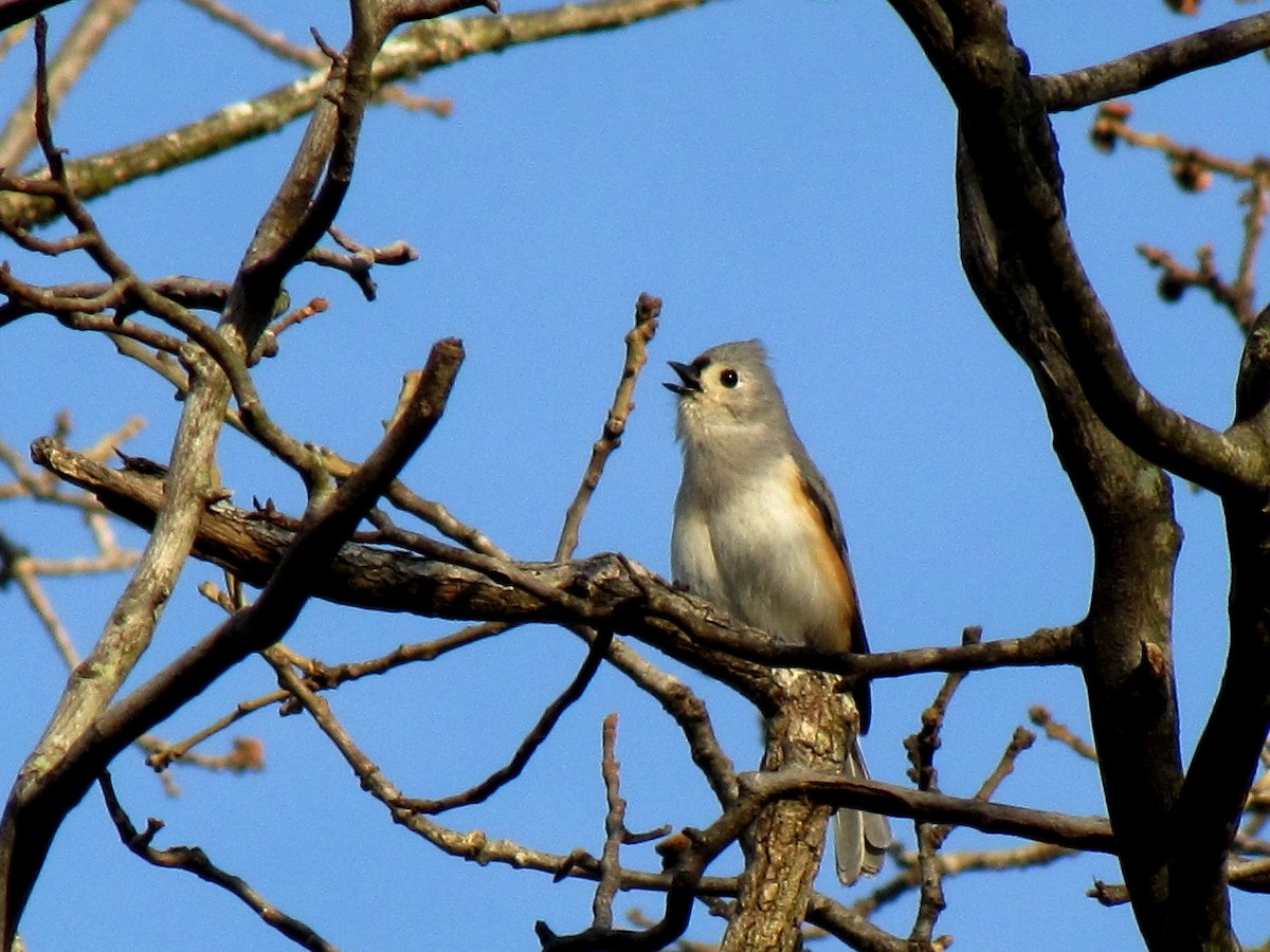 Tufted Titmouse - ML64736121